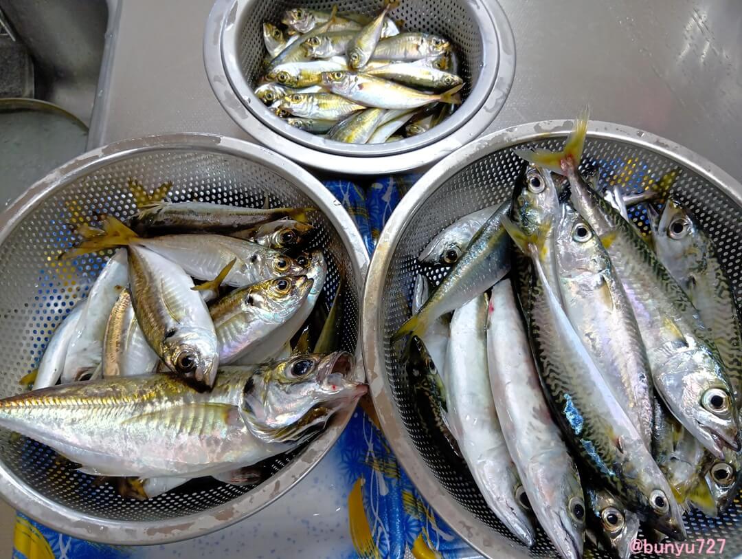 大量の魚